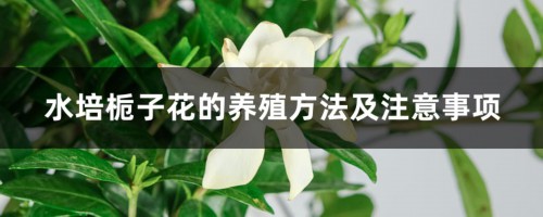 水培栀子花的养殖方法及注意事项