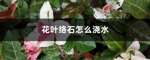 花叶络石怎么浇水