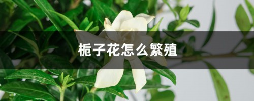 栀子花怎么繁殖